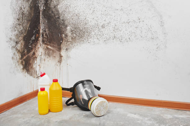 Best Mold Testing  in Bellevue, IL