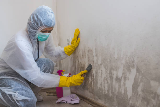 Best Professional Mold Removal  in Bellevue, IL