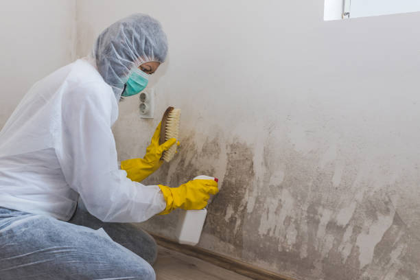 Best Mold Remediation  in Bellevue, IL