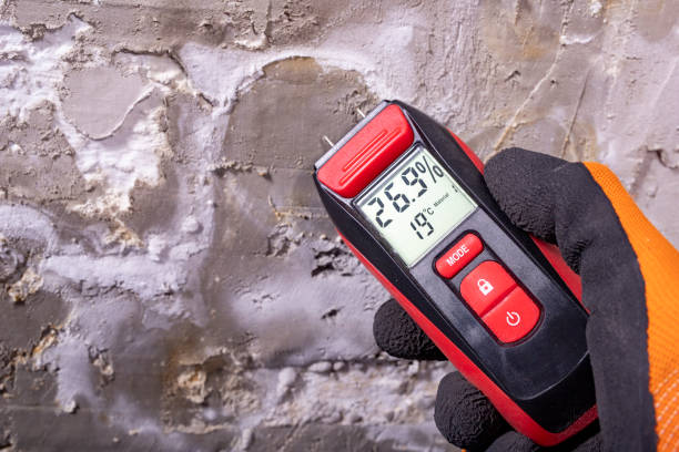  Bellevue, IL Mold Removal Pros