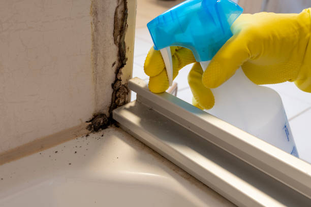 Best Crawl Space Mold Removal  in Bellevue, IL