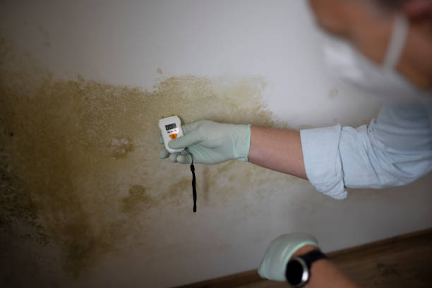 Certified Mold Removal in Bellevue, IL