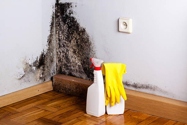Best Professional Mold Removal  in Bellevue, IL