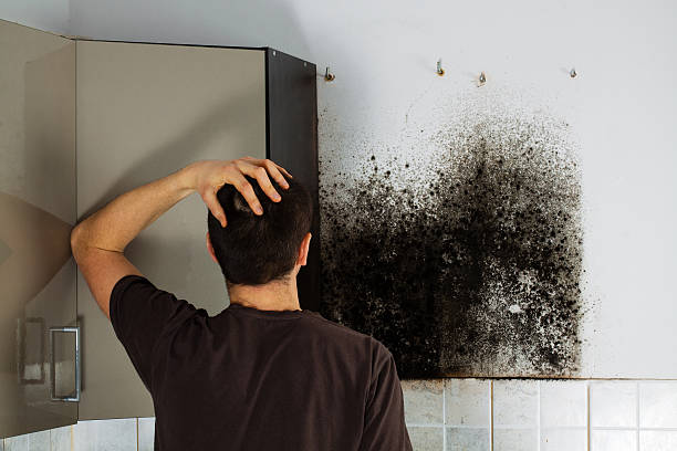 Best Attic Mold Removal  in Bellevue, IL