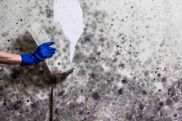 Best Toxic Mold Removal  in Bellevue, IL