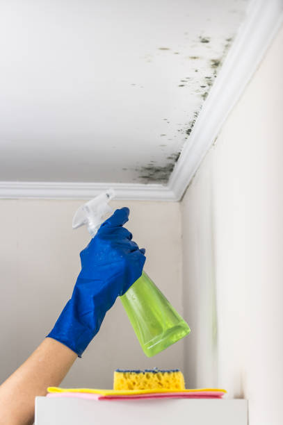Best Mold Cleaning Services  in Bellevue, IL