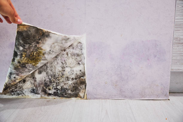 Best Same-Day Mold Removal  in Bellevue, IL